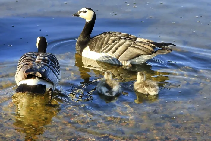 Framed Print : Two adult Barnacle geese, Branta leucopsis Framed Print : Two adult Barnacle geese, Branta leucopsis