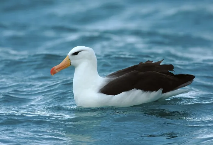 Framed Print : Adult black-browed albatross (Diomedea melanophoris)