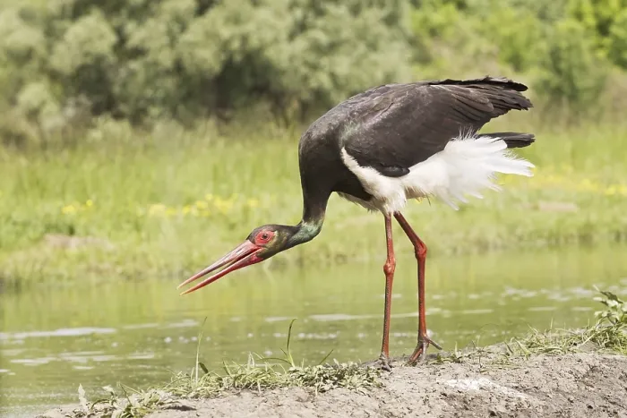 Framed Print : Adult black stork (Ciconia nigra)