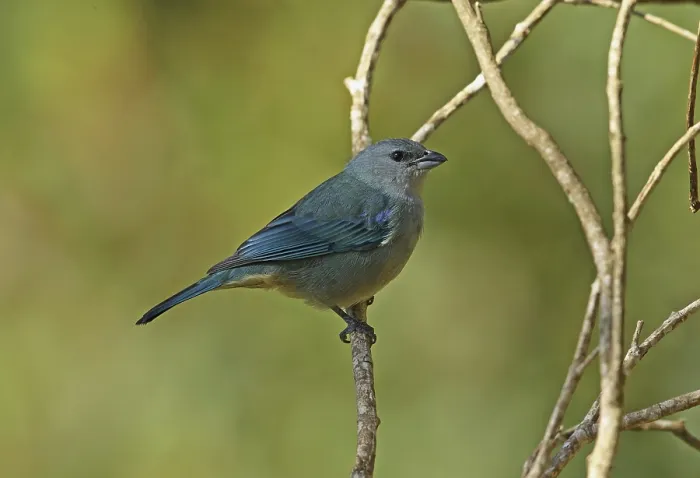 Framed Print : Adult blue-shouldered tanager (Thraupis cyanoptera) Framed Print : Adult blue-shouldered tanager (Thraupis cyanoptera)
