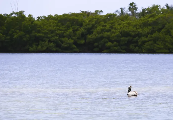 Framed Print : Adult Brown pelican swimming in Estero Bay in Fort Myers Beach