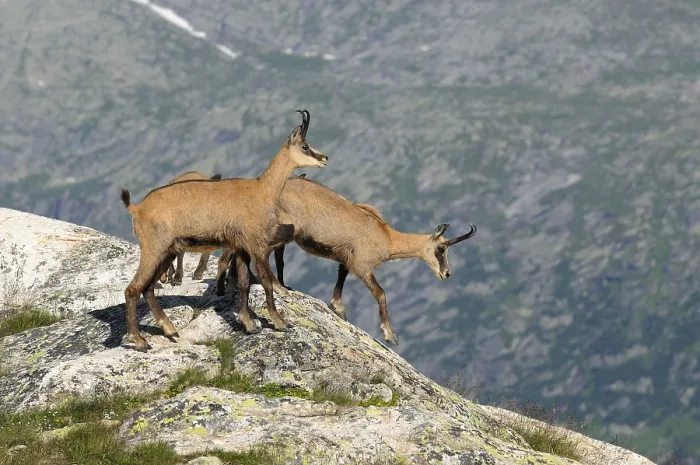 Framed Print : Adult chamois (Rupicapra rupicapra) in summer coat