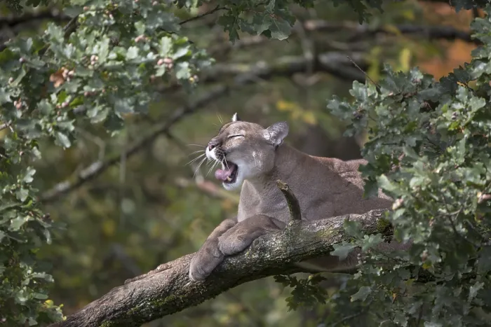 Framed Print : One adult cougar, Puma concolor