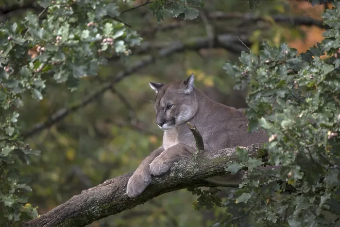 Framed Print : One adult cougar, Puma concolor Framed Print : One adult cougar, Puma concolor