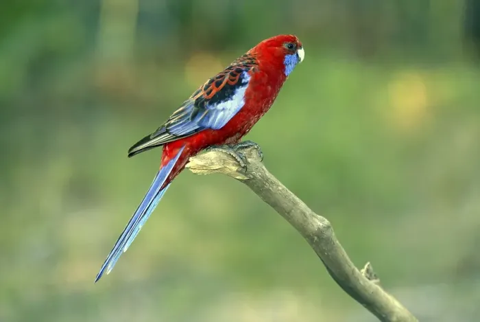 Framed Print : Adult Crimson Rosella (Platycercus elegans), Australia, Oceania Framed Print : Adult Crimson Rosella (Platycercus elegans), Australia, Oceania