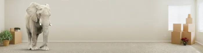 Framed Print : Adult Elephant Standing in Empty Room With Moving Boxes Framed Print : Adult Elephant Standing in Empty Room With Moving Boxes
