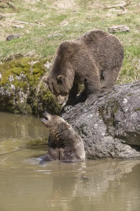 Framed Print : Two adult eurasian brown bears (Ursus arctos arctos)
