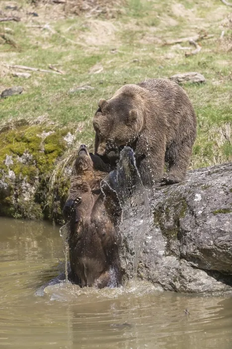 Framed Print : Two adult eurasian brown bears (Ursus arctos arctos) Framed Print : Two adult eurasian brown bears (Ursus arctos arctos)