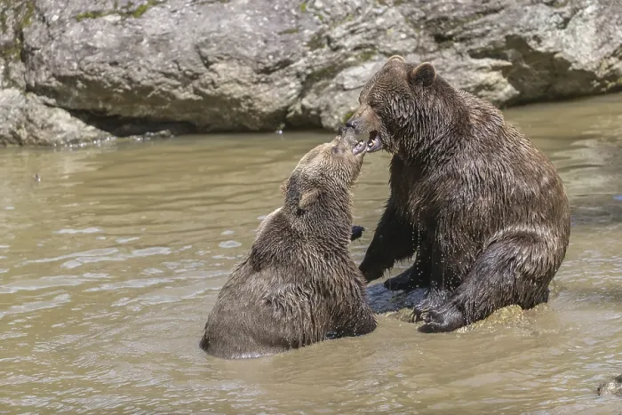 Framed Print : Two adult eurasian brown bears (Ursus arctos arctos)