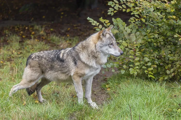 Framed Print : An adult Eurasian grey wolf (Canis lupus lupus) stands in a green meadow and observes something