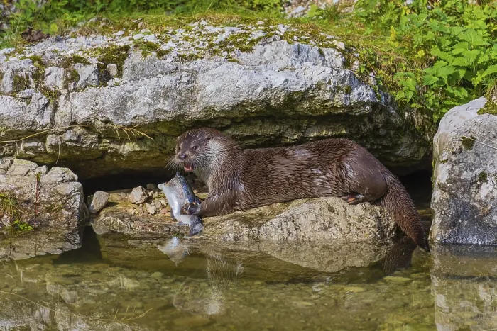 Framed Print : One adult Eurasian otter (Lutra lutra) sits between rocks at a river bank and eats a fish