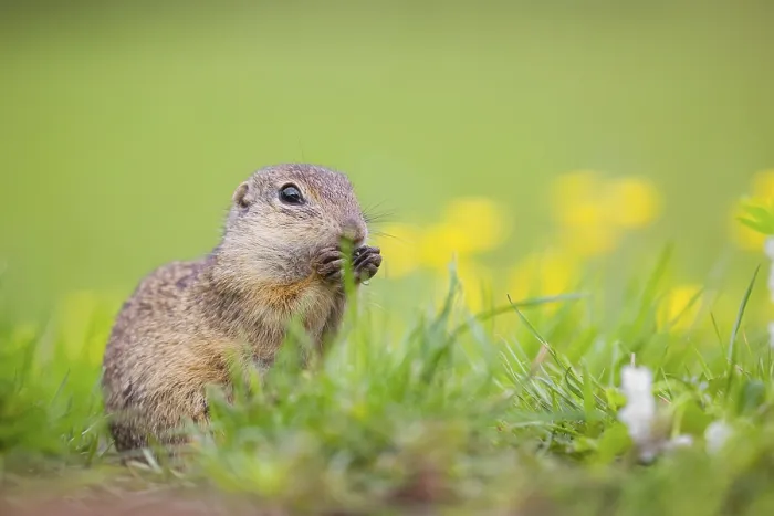 Framed Print : An adult European ground squirrel (Spermophilus citellus)