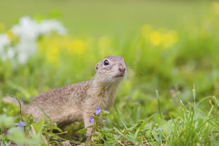 Framed Print : An adult European ground squirrel (Spermophilus citellus)