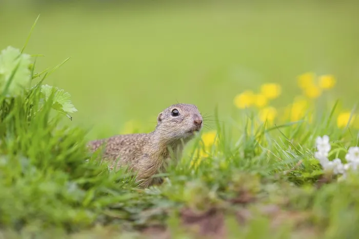 Framed Print : An adult European ground squirrel (Spermophilus citellus) Framed Print : An adult European ground squirrel (Spermophilus citellus)