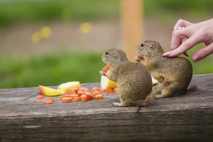 Framed Print : Two adult European ground squirrel (Spermophilus citellus) or European souslik are fed and petted on a bench Framed Print : Two adult European ground squirrel (Spermophilus citellus) or European souslik are fed and petted on a bench