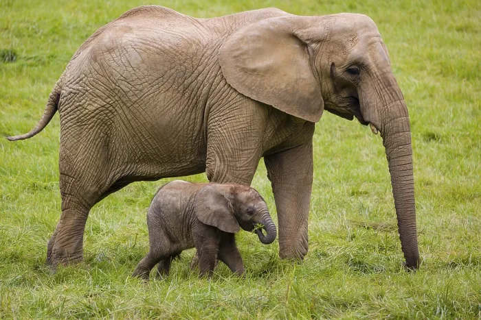 Framed Print : Adult female African elephant (Loxodonta africana) with 4 month old baby Framed Print : Adult female African elephant (Loxodonta africana) with 4 month old baby