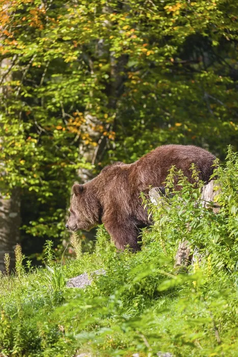Framed Print : An adult female brown bear (Ursus arctos arctos) stands on top of a small hill Framed Print : An adult female brown bear (Ursus arctos arctos) stands on top of a small hill