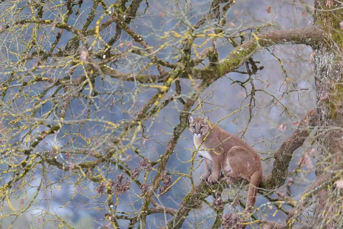 Framed Print : An adult female cougar (Puma concolor)