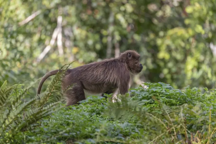 Framed Print : One adult female Gelada (Theropithecus gelada)