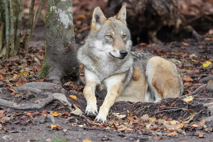 Framed Print : An adult female grey wolf (Canis lupus lupus) rests on the edge the forest