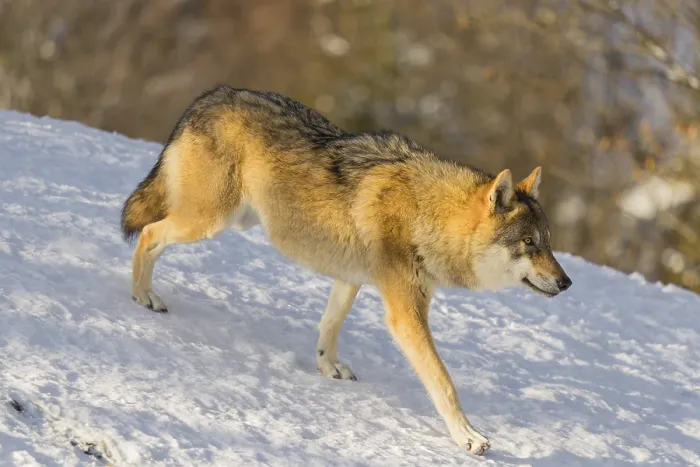 Framed Print : An adult female grey wolf (Canis lupus lupus) runs across the sloping