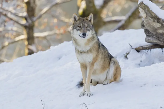 Framed Print : An adult female grey wolf (Canis lupus lupus) sits on the sloping