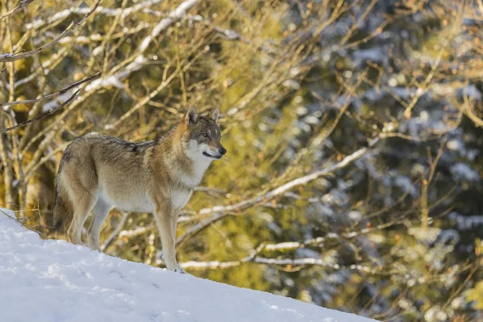 Framed Print : An adult female grey wolf (Canis lupus lupus) stands on a sloping