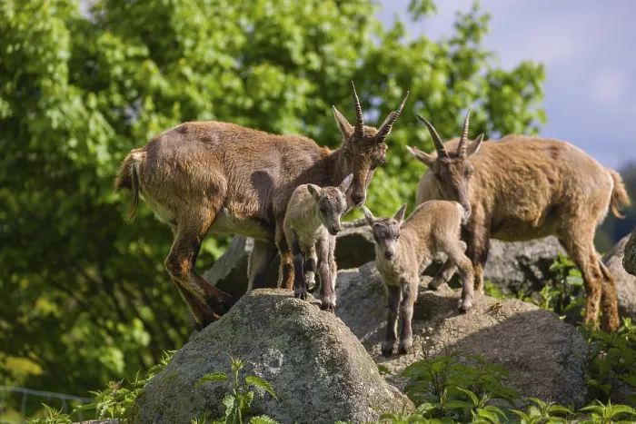 Framed Print : Two adult female ibex (Capra ibex) and two of their babies standing on rocks Framed Print : Two adult female ibex (Capra ibex) and two of their babies standing on rocks