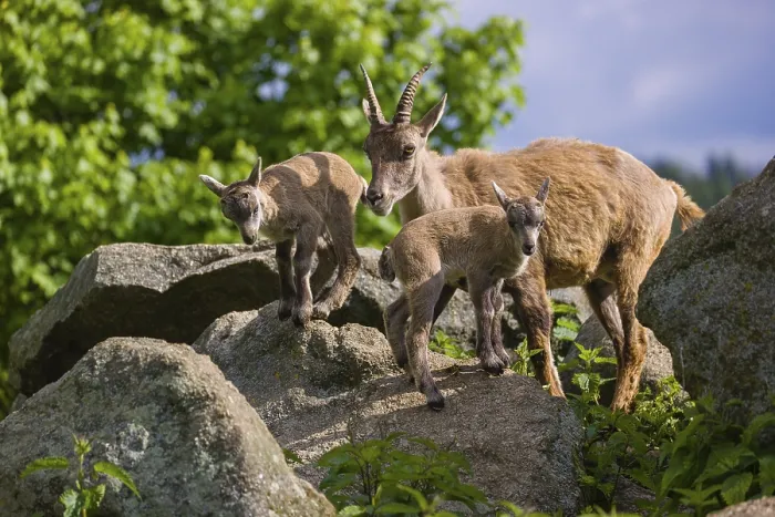 Framed Print : An adult female ibex (Capra ibex) and two of her babies standing on rocks Framed Print : An adult female ibex (Capra ibex) and two of her babies standing on rocks