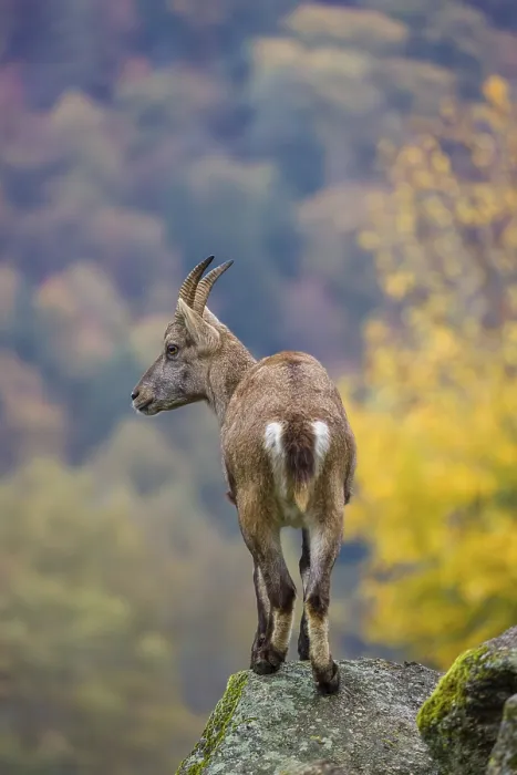 Framed Print : An adult female ibex (Capra ibex) stands on a rock