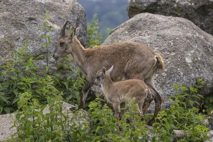 Framed Print : One adult female ibex (Capra ibex) walking over rocks with her baby next to her