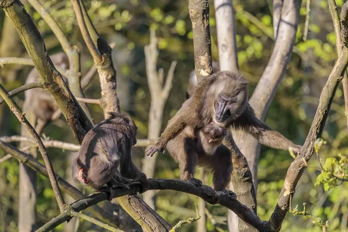 Framed Print : An adult female mandrill (Mandrillus leucophaeus) is standing with her baby high up in a tree on a branch