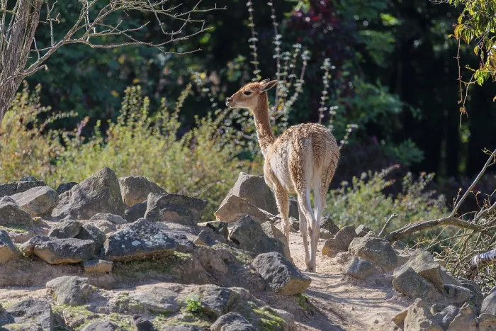 Framed Print : An adult female vicuna (Lama vicugna) stands on rocky terrain under a tree in a backlit scene