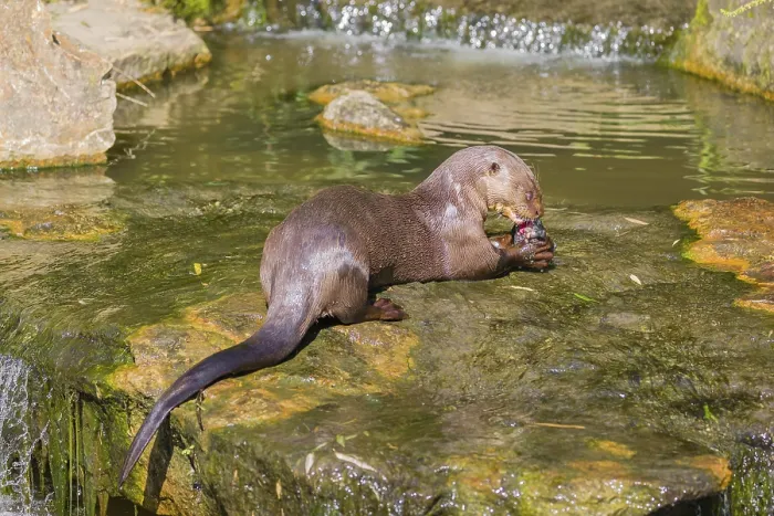 Framed Print : An adult giant otter or giant river otter (Pteronura brasiliensis)