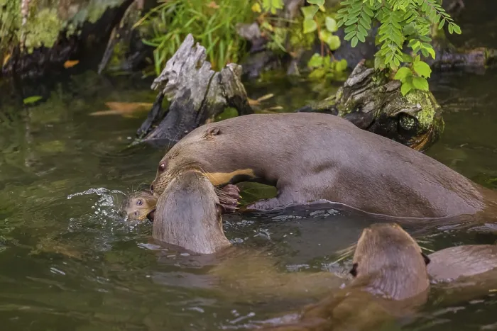 Framed Print : An adult giant otter or giant river otter (Pteronura brasiliensis)