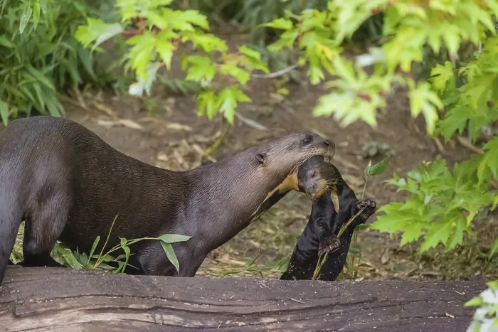Framed Print : An adult giant otter or giant river otter (Pteronura brasiliensis)