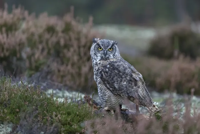 Framed Print : One adult Great horned owl (Bubo virginianus) sitting on the ground between heather