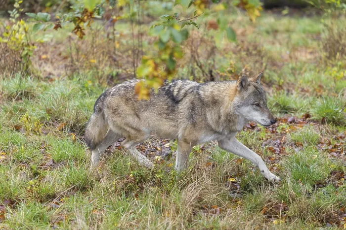 Framed Print : An adult grey wolf (Canis lupus lupus) runs through the dense undergrowth at the edge of the forest Framed Print : An adult grey wolf (Canis lupus lupus) runs through the dense undergrowth at the edge of the forest