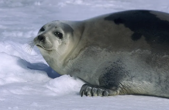 Framed Print : Adult Harp Seal (pagophilus groenlandicus) lying on packice Framed Print : Adult Harp Seal (pagophilus groenlandicus) lying on packice