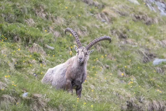 Framed Print : One adult ibex (Capra ibex) sitting on a steep meadow