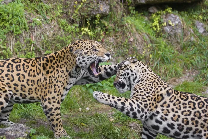 Framed Print : Two adult jaguars (Panthera onca) play fighting on a green meadow