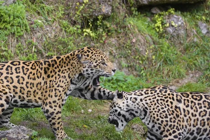 Framed Print : Two adult jaguars (Panthera onca) play fighting on a green meadow Framed Print : Two adult jaguars (Panthera onca) play fighting on a green meadow