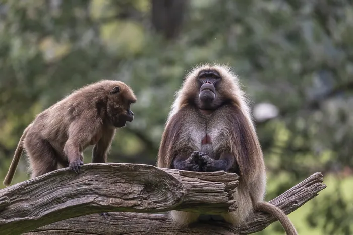 Framed Print : One adult male and one adult female Gelada (Theropithecus gelada)