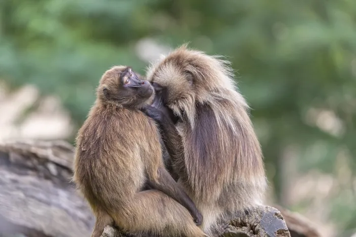 Framed Print : One adult male and one adult female Gelada (Theropithecus gelada)