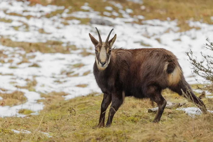 Framed Print : An adult male chamois (Rupicapra rupicapra)