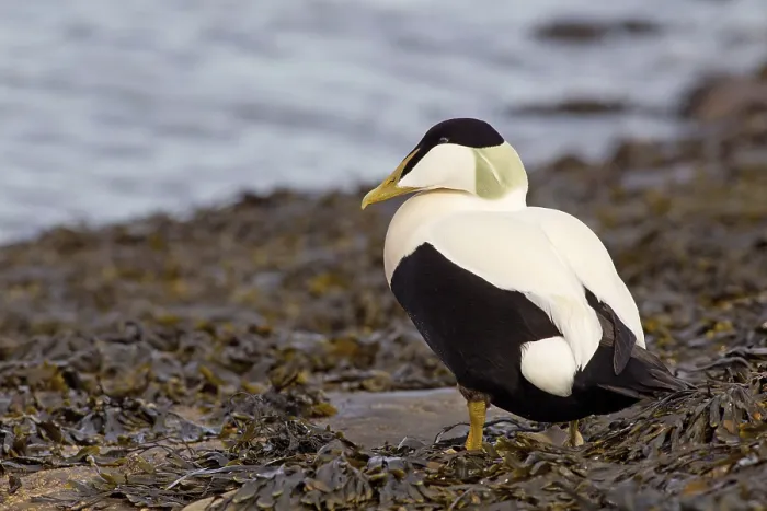 Framed Print : Adult male Common Eider (Somateria mollissima)