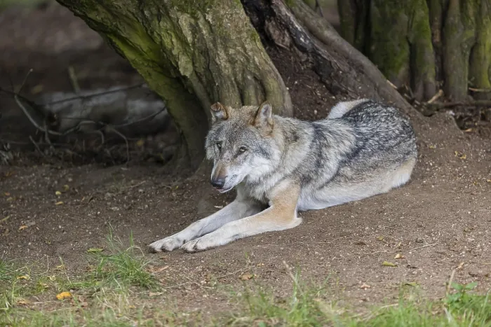 Framed Print : One adult male eurasian gray wolf (Canis lupus lupus) resting in front of an old split tree at a forest edge Framed Print : One adult male eurasian gray wolf (Canis lupus lupus) resting in front of an old split tree at a forest edge