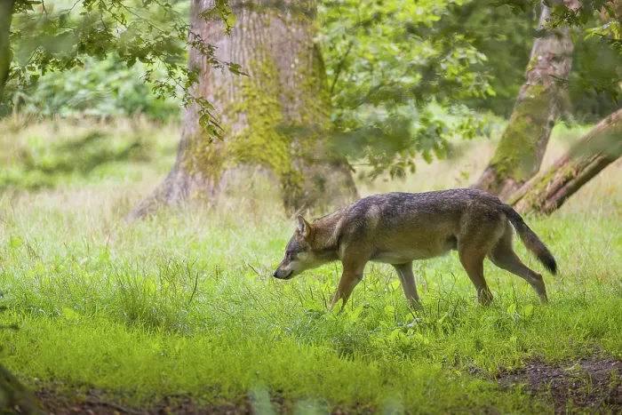 Framed Print : An adult male Eurasian gray wolf (Canis lupus lupus) runs through a forest