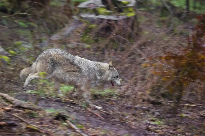 Framed Print : An adult male Eurasian gray wolf (Canis lupus lupus) runs down a hill