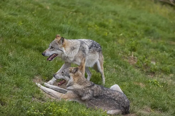 Framed Print : Two adult male eurasian gray wolves (Canis lupus lupus)